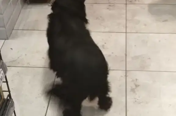 Знайдено собаку Луцьк, фото: Знайдена чорна собака на Шота Руставелі, Луцьк