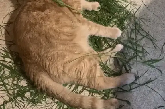 Зникла лагідна руденька кішка в Києві