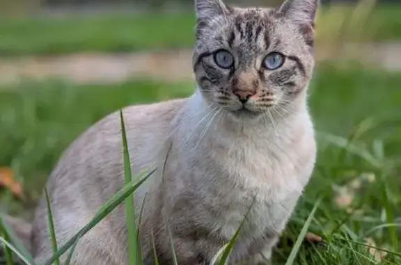 Animaux perdus Monts, photo: Chat perdu : Flocon, blanc tigré, yeux bleus