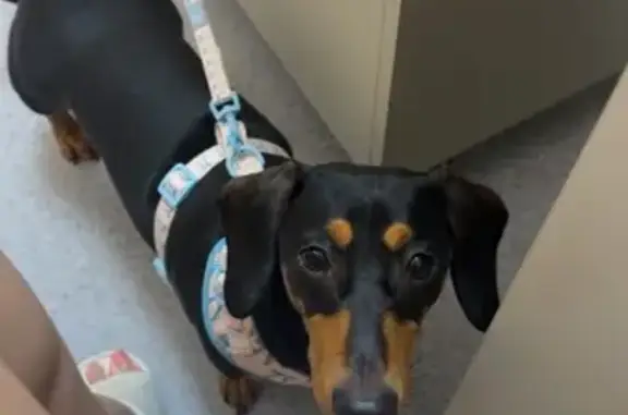 Lost Black & Tan Dog in Brisbane Area