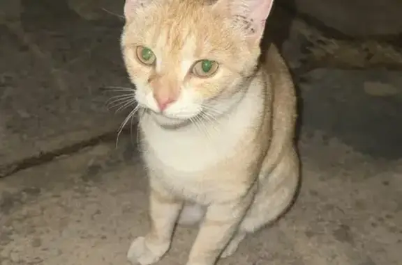 Found cat , photo: Found Cat on Wright Road, Ingle Farm