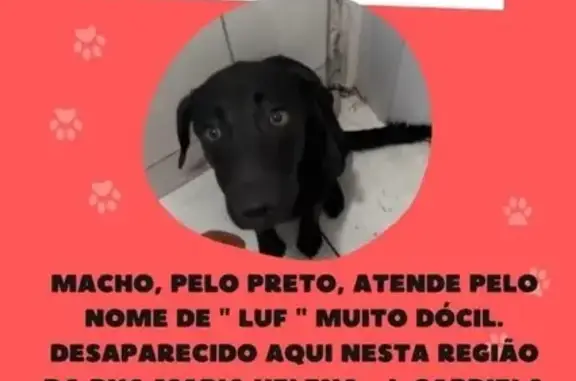 Cachorro perdido