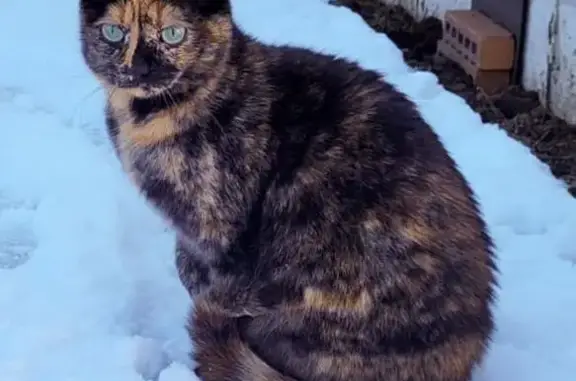 Chat perdu, Couëron, photo: Chat disparu Fille, Couëron (fl584157)