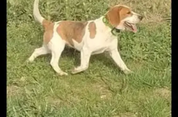 Chien disparu Fille (fl584158) - photo