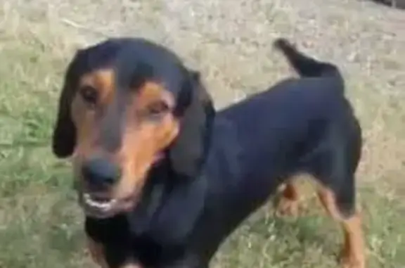 Український карпатський гончак . Вік 6 років. Чорний з різко виділеними рудими підпалинами на морді, надбрівних дугах, грудях, внутрішній і зовнішній стороні кінцівок, Кобель.