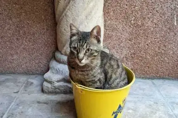 gato perdida, Sant Cugat del Valles