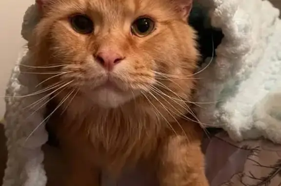 Зникла кішка, Кривий ріг