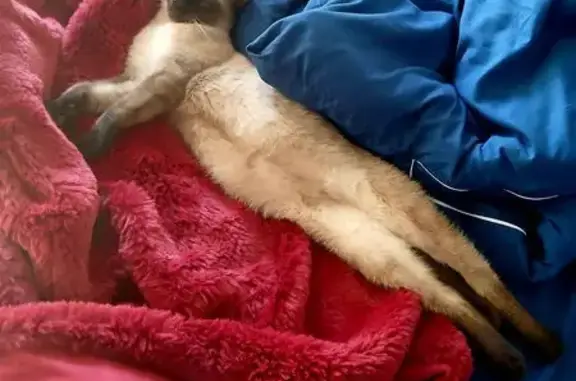 Chat perdu, , photo: Chat disparu Garçon (fl584162)