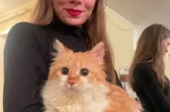 Зникла кішка, Кривий ріг