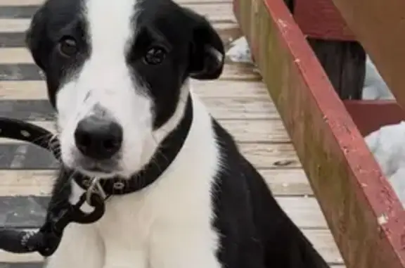 Missing dog Farmington Hills, photo: Missing dog, Farmington Hills