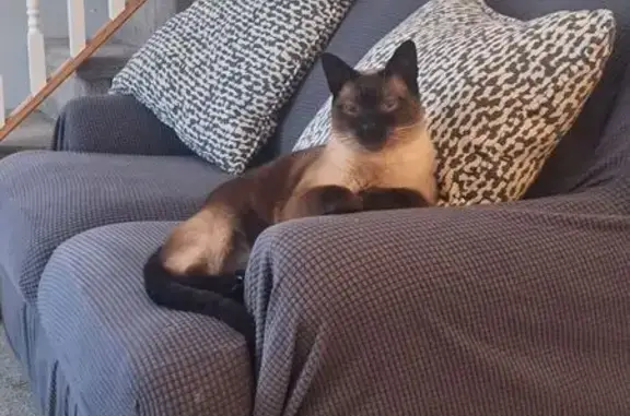 Missing cat Hampton Beach, photo: Missing cat, Hampton Beach