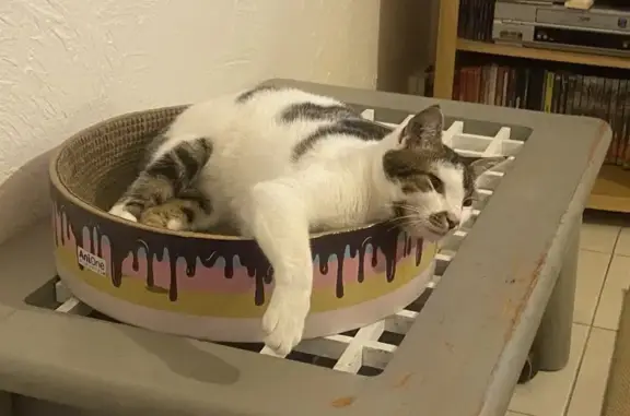 Chat perdu, Arles, photo: Chat disparu Fille, Arles (fl584164)