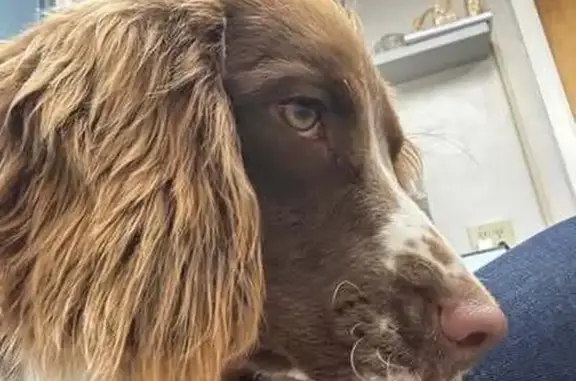 Missing dog, Bakersfield