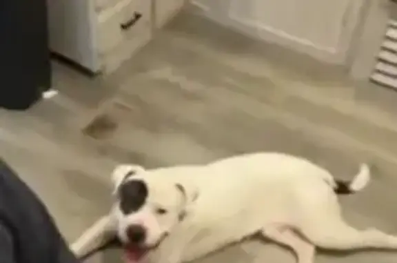 Found dog , photo: Found dog