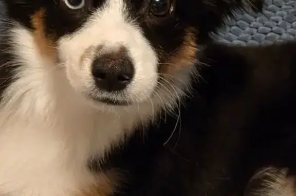 Missing dog, Coeur d'Alene