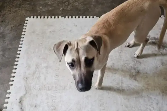 Found dog Waxahachie, photo: Found dog, Waxahachie