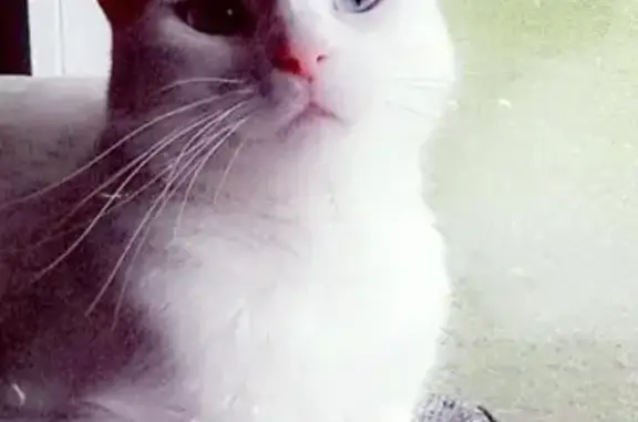 Missing cat, Jacksonville