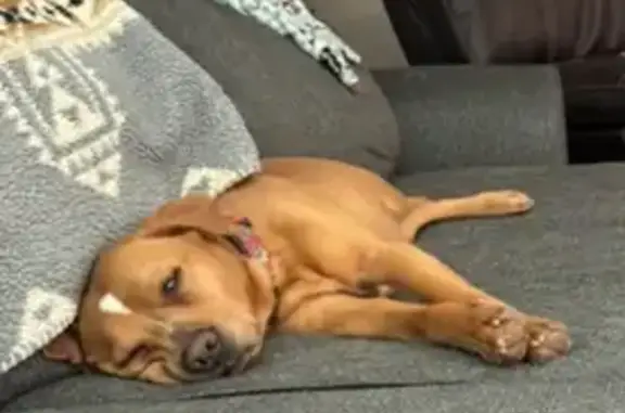 Missing dog Casa Grande, photo: Missing dog, Casa Grande