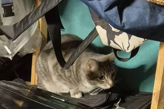 Chat trouvé , photo: Chat trouvé (ff584165)