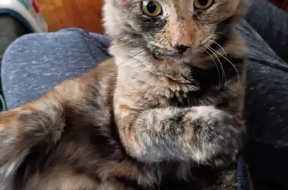 Missing cat, Lincoln