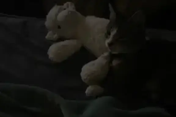 Missing cat, Philadelphia