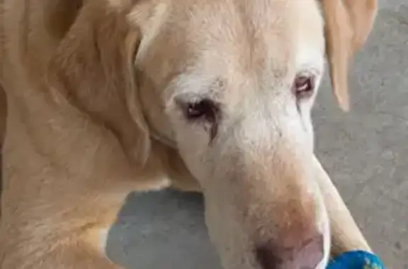 Missing dog, Midland