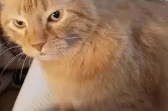 Missing cat Rockford, photo: Missing cat, Rockford