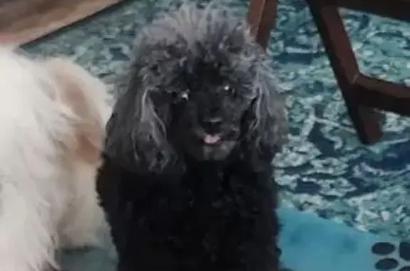 Missing dog, Brookings