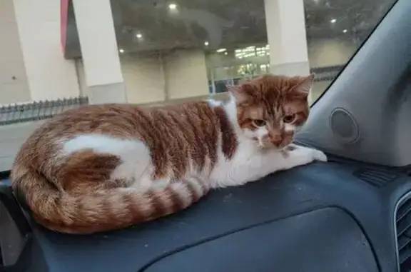 Missing cat Rockford, photo: Missing cat, Rockford