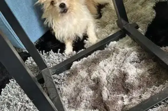 Lost Yorkie on Rookwood Ave, Louisville