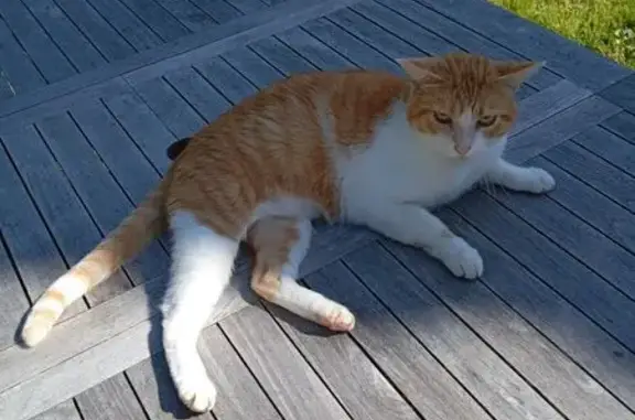 Chat disparu Garçon (fl584166) - photo