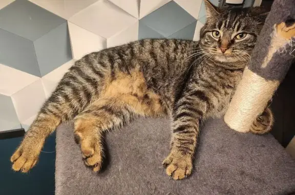 Chat disparu Fille, Montbazon (fl584167) - photo