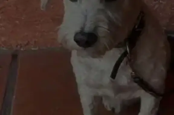 perro encontrada