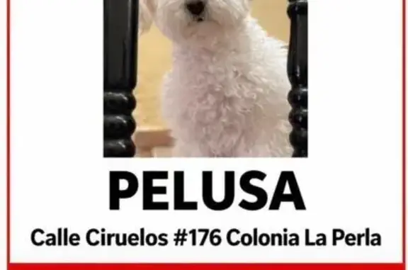 perro perdida