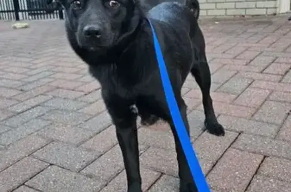 Found dog Dallas, photo: Found dog, Dallas