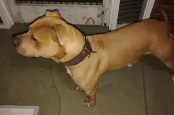 Found dog Memphis, photo: Found dog, Memphis