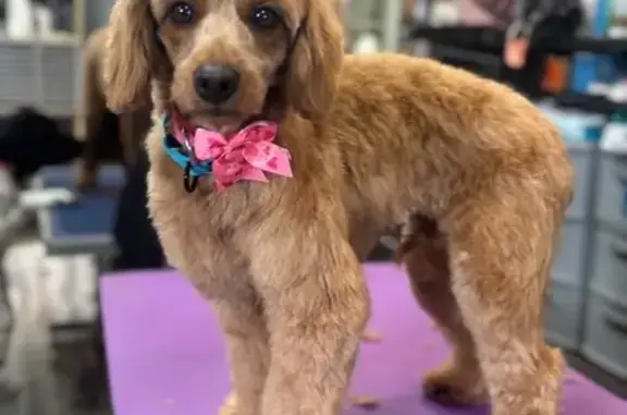 Missing dog, University City