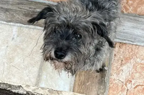 perro perdida, Cuautitlan