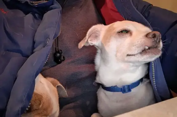 Missing dog Idaho Falls, photo: Missing dog, Idaho Falls