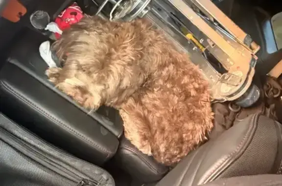 Found dog Suwanee, photo: Found dog, Suwanee