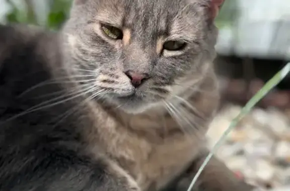 Lost cat, Hobsons Bay