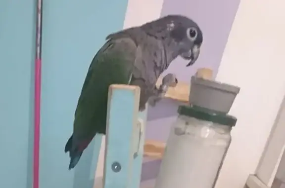 Animaux perdus , photo: Oiseau perdu Garçon (fl584172)