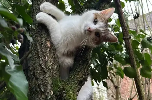 Chat perdu, , photo: Chat disparu Fille (fl584173)