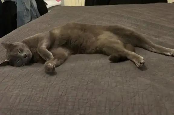 Lost cat, Stonnington