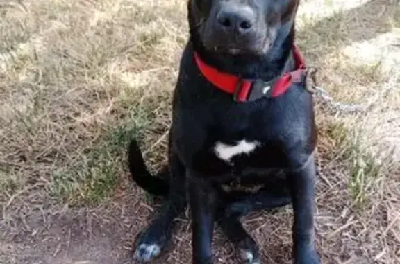 Chien disparu Garçon (fl584177) - photo