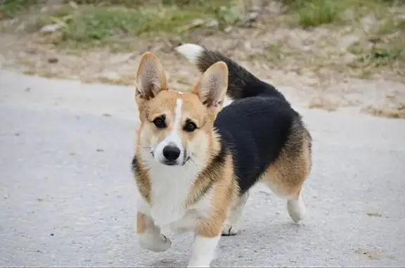 Chien disparu Garçon, Barbizon (fl584182) - photo