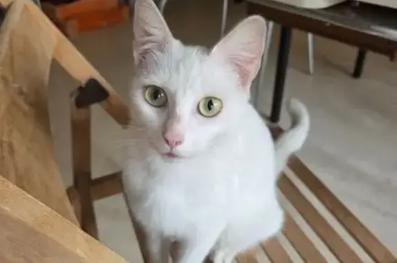 Animaux trouvés Rouen, photo: Chat trouvé Fille, Rouen (ff584190)