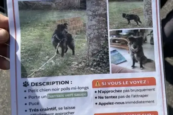 Chien disparu Garçon, Toulouse (fl584192) - photo