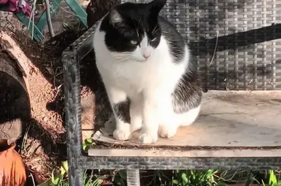 Animaux trouvés Béziers, photo: Chat trouvé Garçon, Béziers (ff584193)
