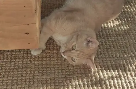 Animaux perdus Royan, photo: Chat disparu Garçon, Royan (fl584196)